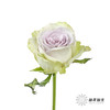 丽江基地单头玫瑰 | 海洋之心 商品缩略图6