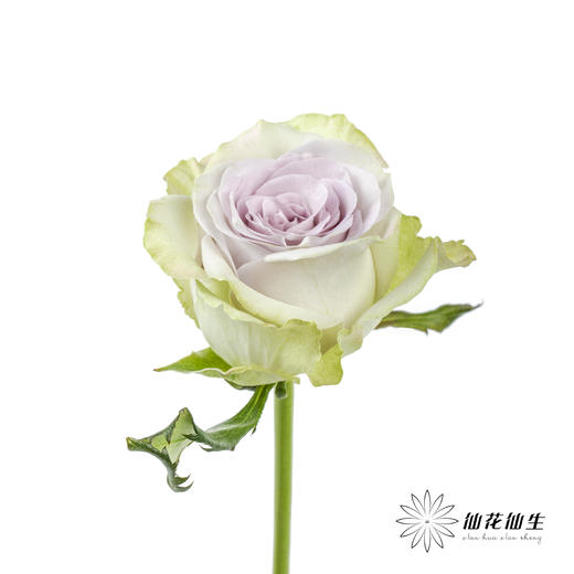 丽江基地单头玫瑰 | 海洋之心 商品图6