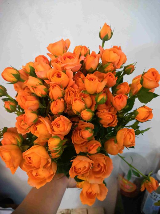 国产玫瑰-多头玫瑰-果汁阳台-10枝 商品图1