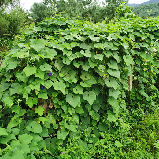 高原云南佛手瓜洋丝瓜有机标准种植
