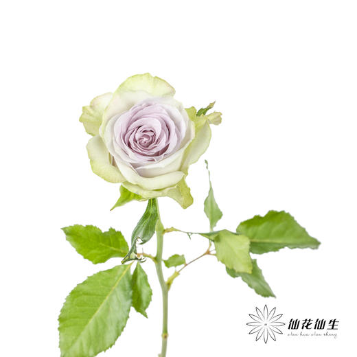 丽江基地单头玫瑰 | 海洋之心 商品图3