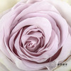 丽江基地单头玫瑰 | 海洋之心 商品缩略图2