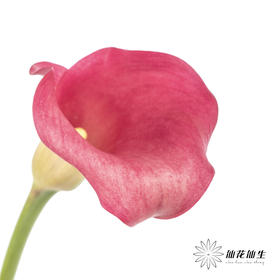 丽江马蹄莲 | 红色【轻微压伤不售后，介意慎拍】