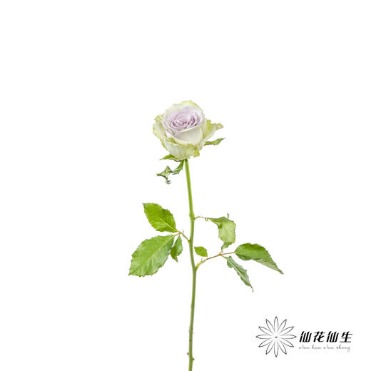 丽江基地单头玫瑰 | 海洋之心 商品图4
