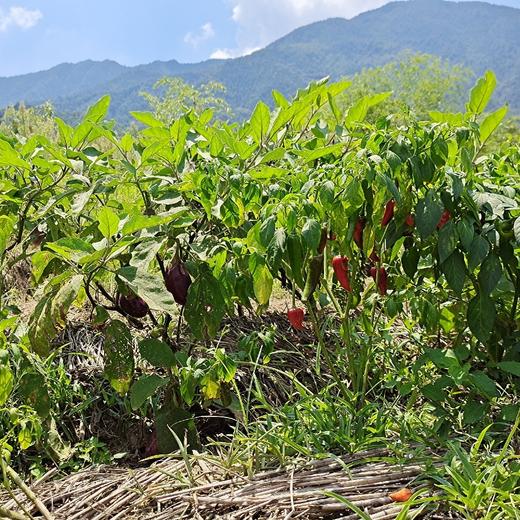 【山野自种蔬菜】泉水滋养、自然生长 (98元/3斤+)菜苔、青蒜、菊花脑、青菜、野芹菜、野蒜等（当日现采随机发，🉑备注更喜欢的菜，尽量满足‼️不售后，谨慎下单 商品图3