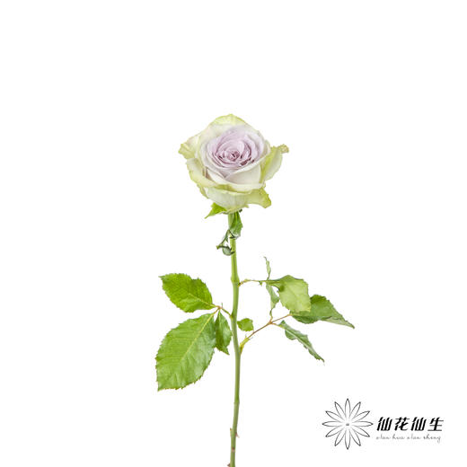 丽江基地单头玫瑰 | 海洋之心 商品图5