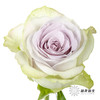 丽江基地单头玫瑰 | 海洋之心 商品缩略图1
