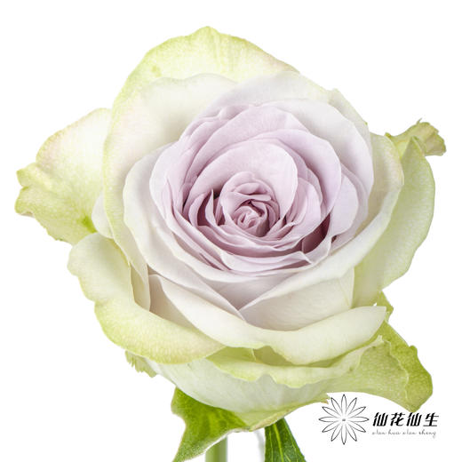 丽江基地单头玫瑰 | 海洋之心 商品图1