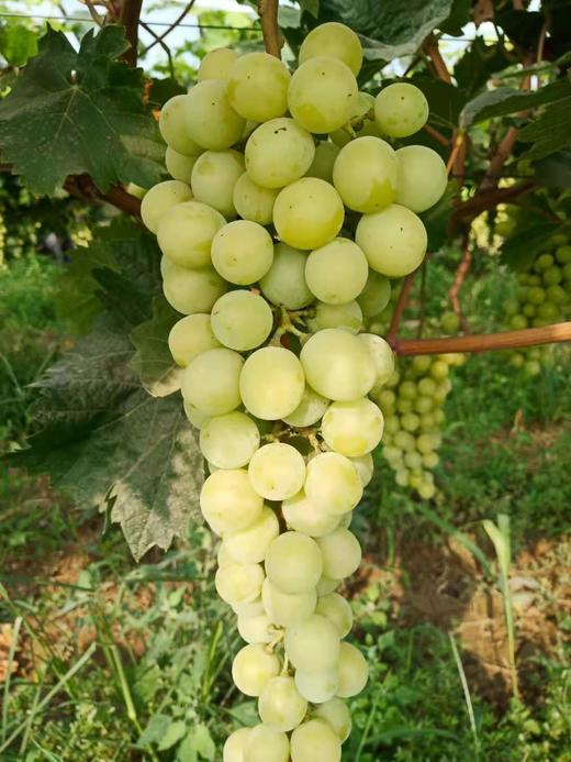 十一年自然农法阳光玫瑰葡萄（葡萄界的爱马仕）— 军丽 商品图1