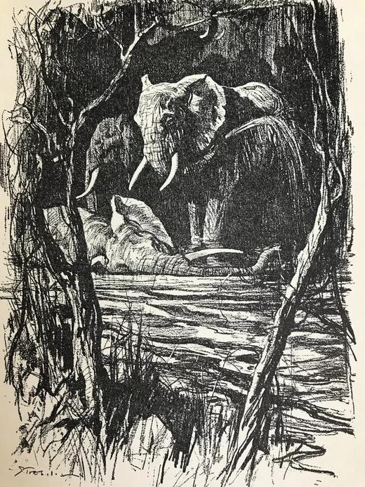 非洲大象 12幅插图 漆布精装大32开 商品图9