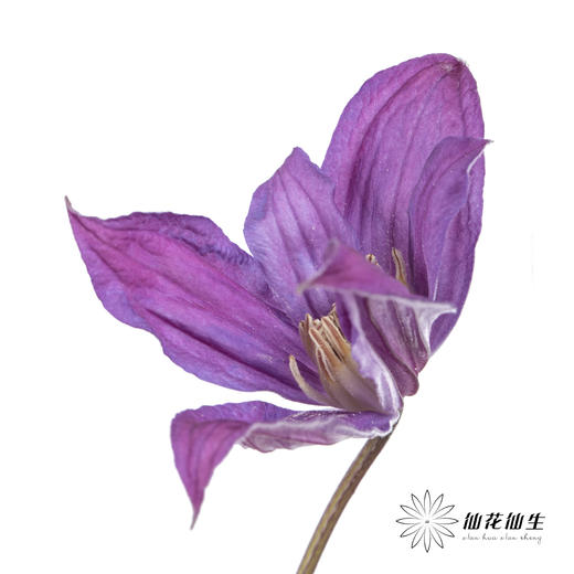 坦桑尼亚 | 铁线莲日内瓦 商品图2