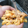 云南高原小黄姜  香味浓 肉质嫩 纤维少  颜色鲜黄  辣味足  新鲜带泥发货更新鲜 家中常备 商品缩略图6