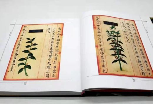 食物本草 商品图6