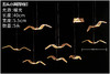 五头海鸥吊灯【运费自理】 商品缩略图0