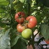 有机大番茄5斤装（粉果） 商品缩略图3