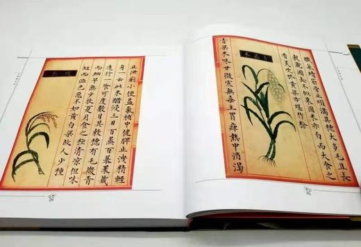 食物本草 商品图5