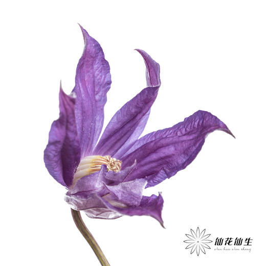 坦桑尼亚 | 铁线莲日内瓦 商品图1