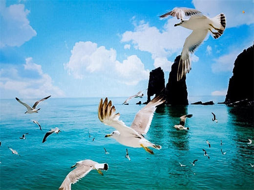 五一4日【长岛烟台】与海鸥同行の深度游长岛-蓬莱仙境-打卡网红养马岛-烟台渔人码头 商品图4