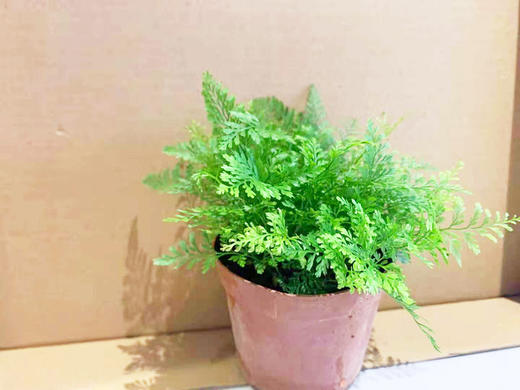 【手工】创意微景观 商品图9