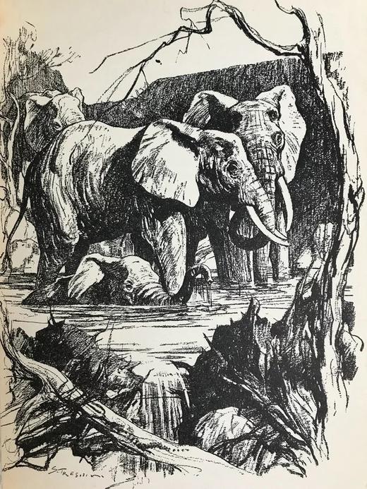 非洲大象 12幅插图 漆布精装大32开 商品图11