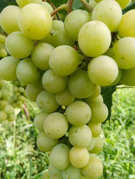 十一年自然农法阳光玫瑰葡萄（葡萄界的爱马仕）— 军丽 商品图0