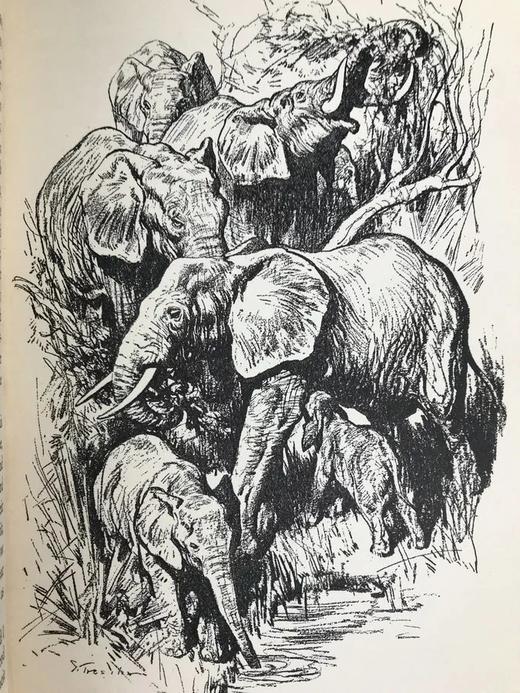 非洲大象 12幅插图 漆布精装大32开 商品图12