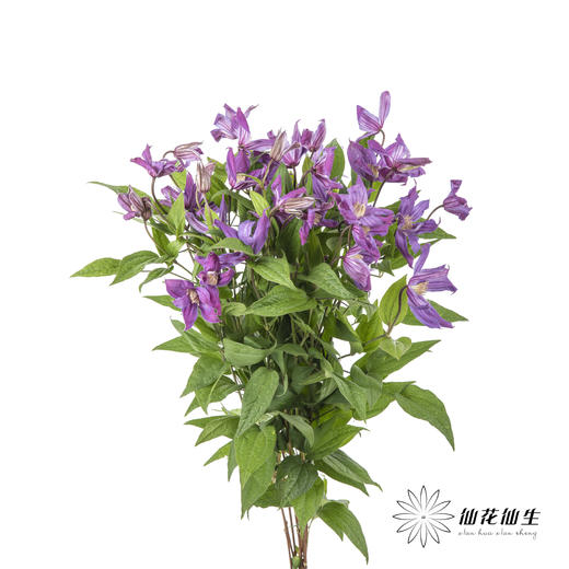 坦桑尼亚 | 铁线莲日内瓦 商品图8