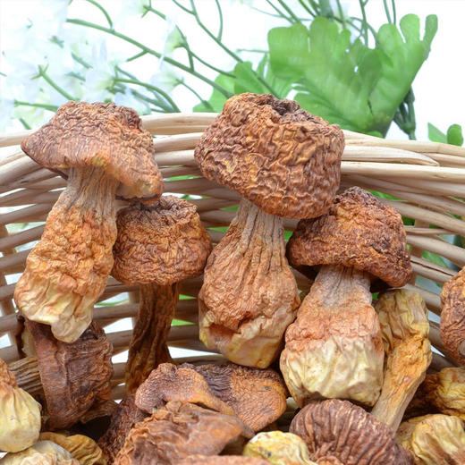 秭归县屈乡深山精选姬松茸55G/罐 商品图1