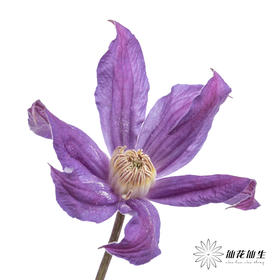 坦桑尼亚 | 铁线莲日内瓦