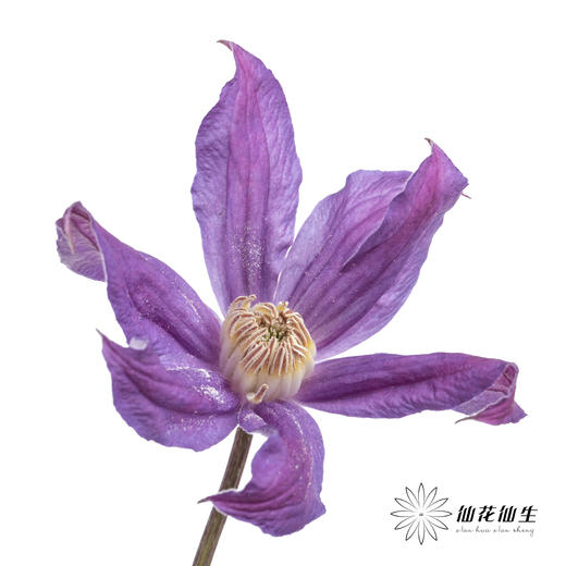 坦桑尼亚 | 铁线莲日内瓦 商品图0