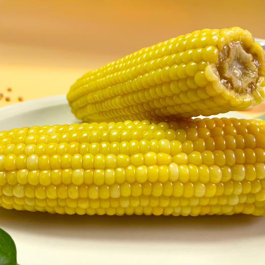 预售吉林黄糯鲜食玉米8根真空包装营养速食全熟
