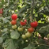 有机樱桃小番茄5斤装 商品缩略图3