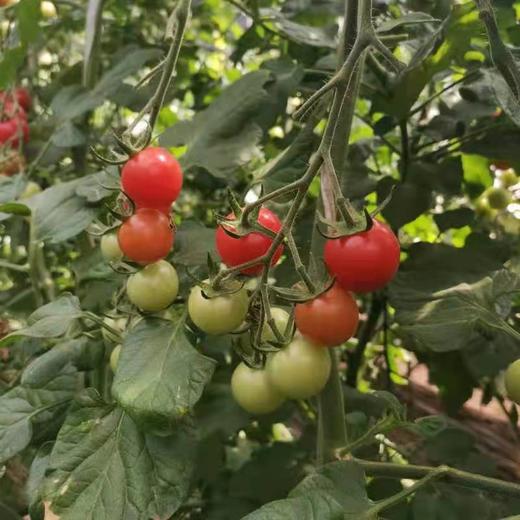 有机樱桃小番茄5斤装 商品图3