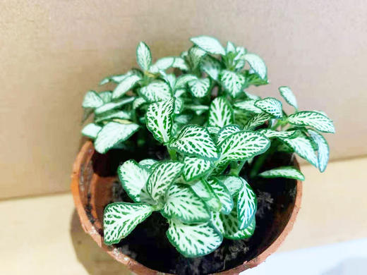 【手工】创意微景观 商品图8