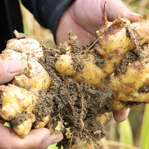 云南高原小黄姜  香味浓 肉质嫩 纤维少  颜色鲜黄  辣味足  新鲜带泥发货更新鲜 家中常备 商品图5