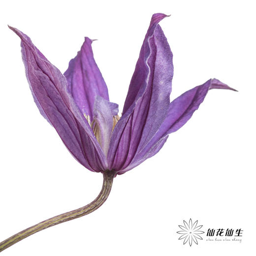 坦桑尼亚 | 铁线莲日内瓦 商品图5