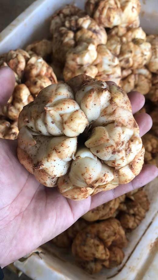 宜兴百合 超大果 现挖新鲜百合 片大饱满 现挖空运现发 商品图2