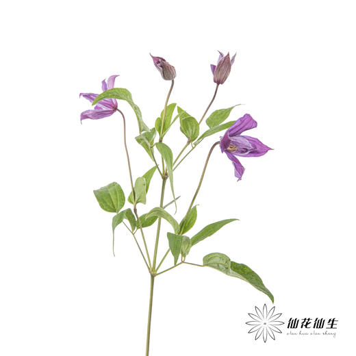 坦桑尼亚 | 铁线莲日内瓦 商品图3