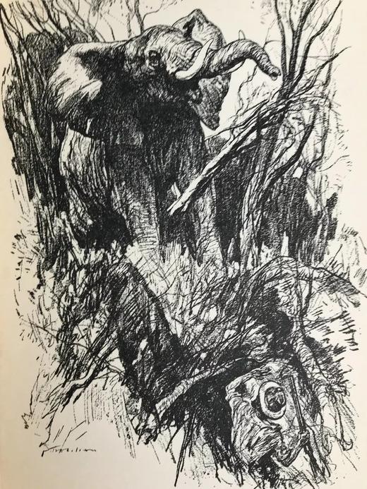 非洲大象 12幅插图 漆布精装大32开 商品图5