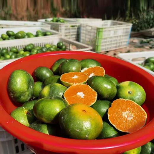 寻乌蜜桔 商品图3