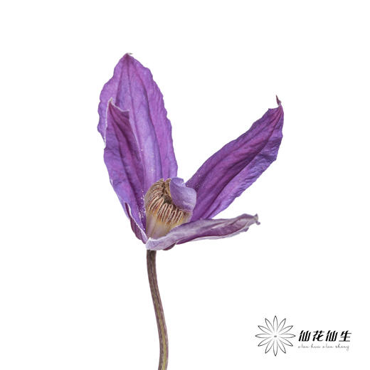 坦桑尼亚 | 铁线莲日内瓦 商品图4