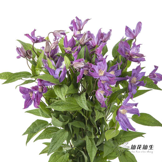 坦桑尼亚 | 铁线莲日内瓦 商品图7