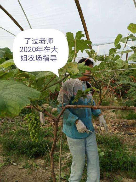 十一年自然农法阳光玫瑰葡萄（葡萄界的爱马仕）— 军丽 商品图4