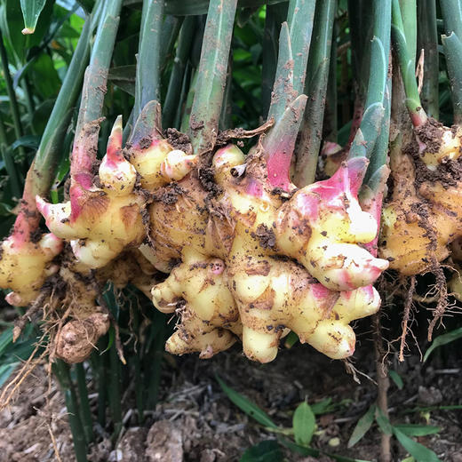 云南高原小黄姜  香味浓 肉质嫩 纤维少  颜色鲜黄  辣味足  新鲜带泥发货更新鲜 家中常备 商品图3