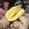 云南高原小黄姜  香味浓 肉质嫩 纤维少  颜色鲜黄  辣味足  新鲜带泥发货更新鲜 家中常备 商品缩略图7