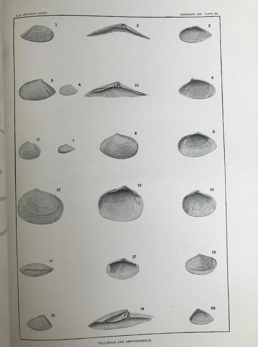 1894年 新泽西中新世地层软体与甲壳动物化石图鉴 24页版画插图 漆布精装大16开 商品图13