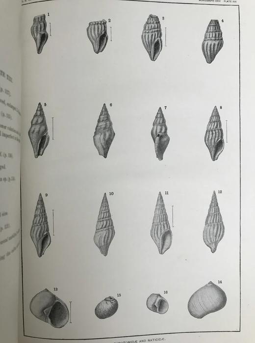 1894年 新泽西中新世地层软体与甲壳动物化石图鉴 24页版画插图 漆布精装大16开 商品图9