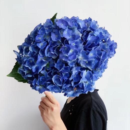 龙元绣球-【深蓝】 商品图0