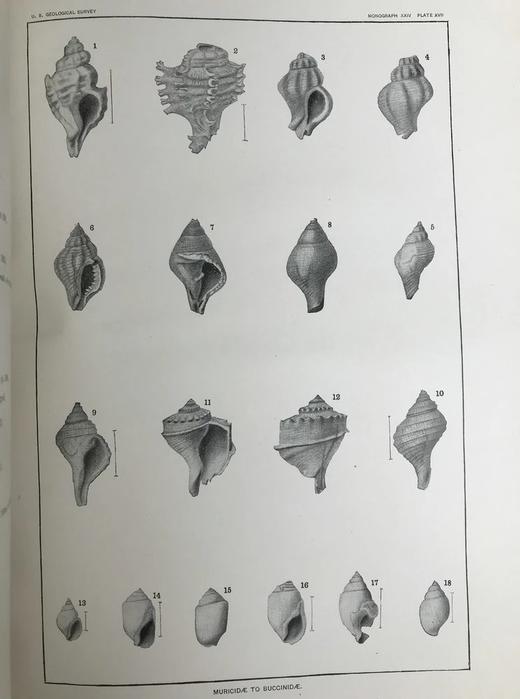 1894年 新泽西中新世地层软体与甲壳动物化石图鉴 24页版画插图 漆布精装大16开 商品图11