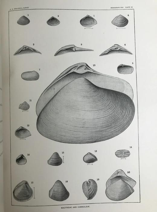 1894年 新泽西中新世地层软体与甲壳动物化石图鉴 24页版画插图 漆布精装大16开 商品图12